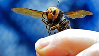 How worried should we be about the ‘murder hornet’?