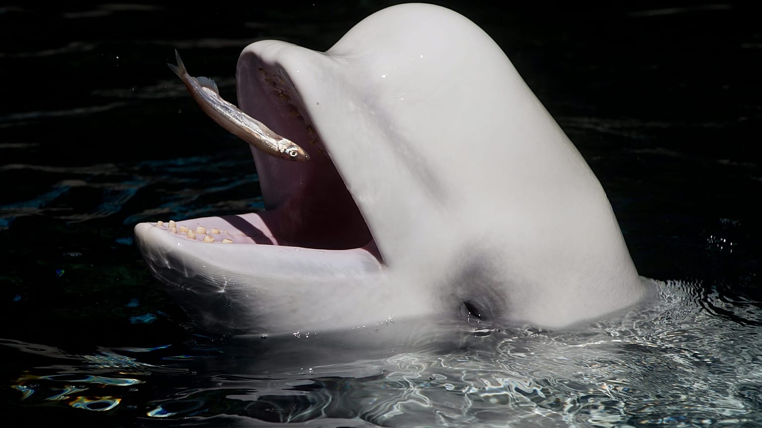 Rescued beluga whales are in training for their new home