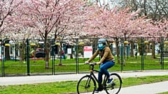 APTOPIX Virus Outbreak Canada Cherry Blossoms