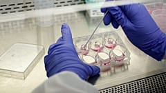 Animal Tested Cosmetics Bans