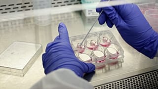 Animal Tested Cosmetics Bans