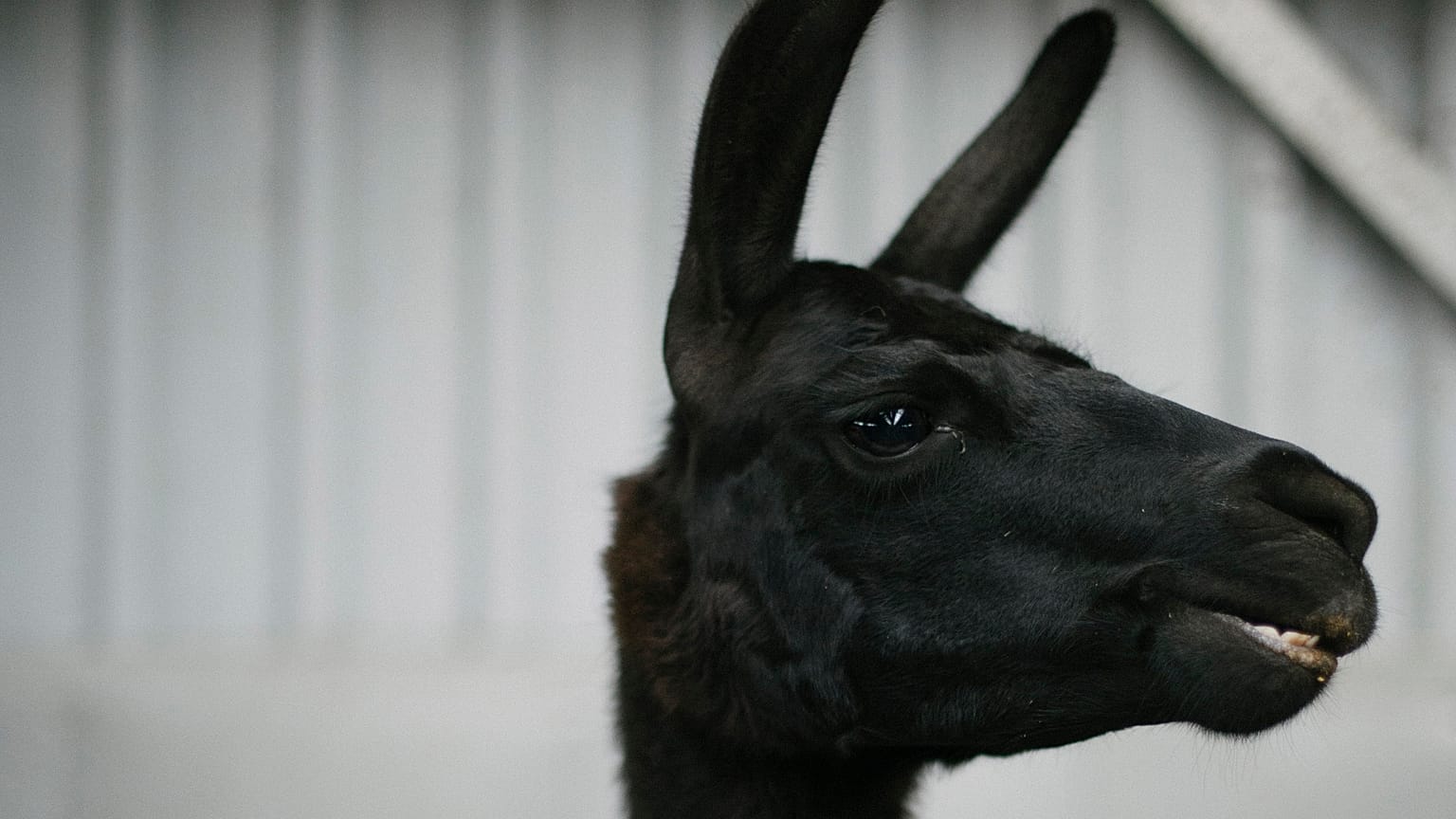 Winter, la llama belga que ha producido el prometedor anticuerpo