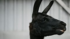 Winter, la femelle lama de l'université de Gand en Belgique