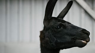Winter, la femelle lama de l'université de Gand en Belgique