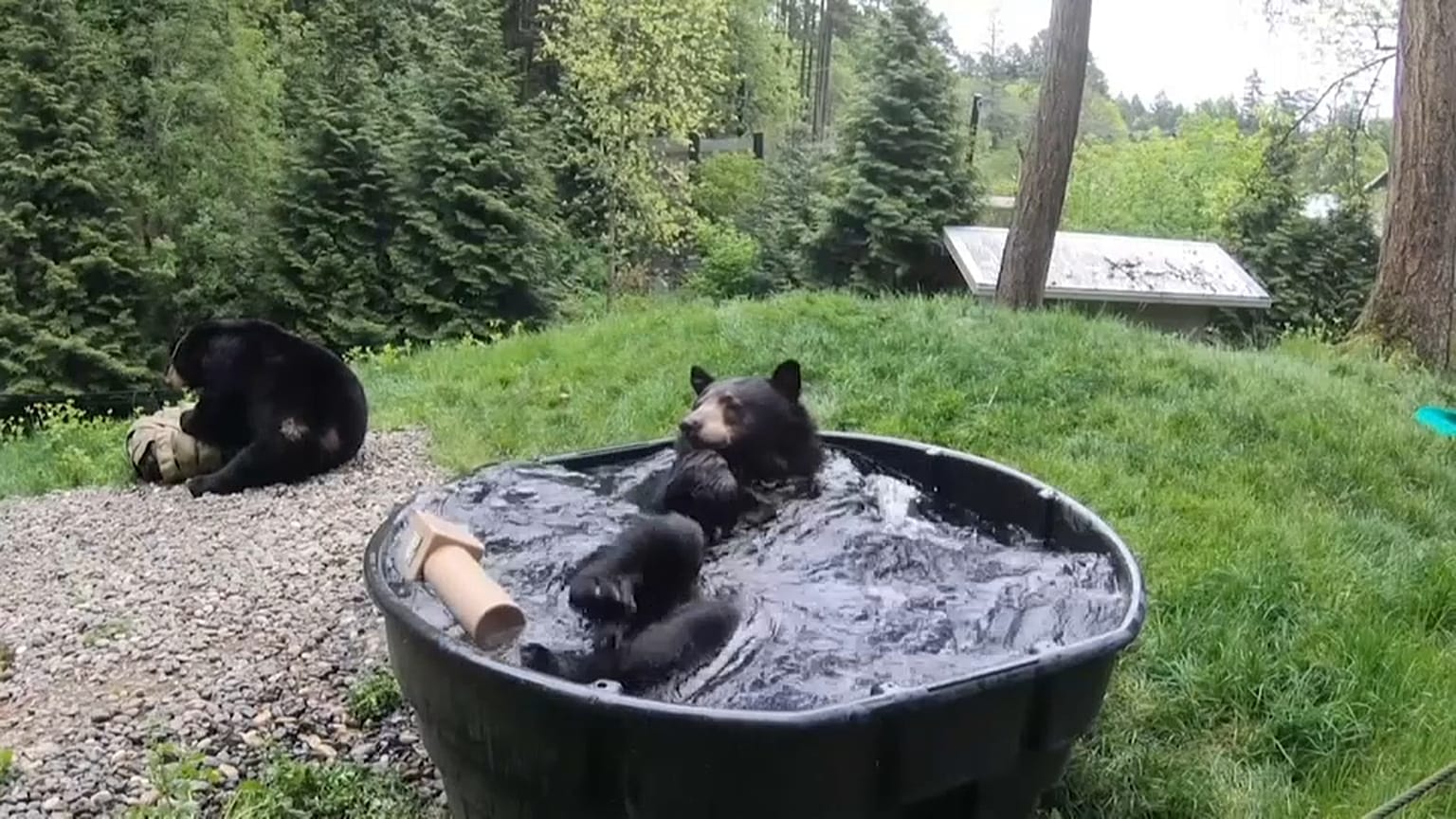 Takoda en remojo