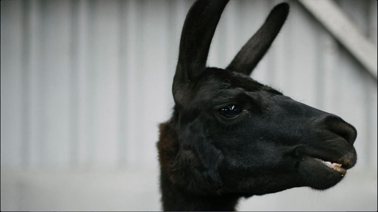 Forse nelle cellule di un lama un'arma per sconfiggere il covid 19