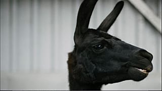 Forse nelle cellule di un lama un'arma per sconfiggere il covid 19