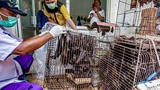 Archives : des chauves-souris saisies par des agents sanitaires sur un marché d'animaux vivants à Surakarta, dans la province indonésienne de Java central, le 14 mars 2020 