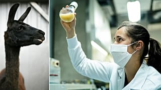 «وینتر» لامای ۴ سالهای که محققان بلژیکی و آمریکایی روی آن برای درمان کووید ۱۹ تحقیق میکنند.