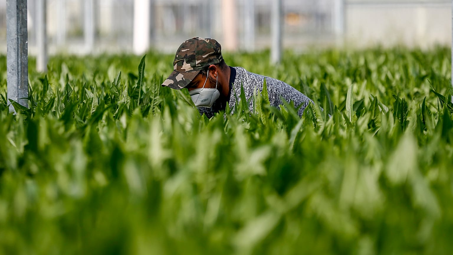 Setor agrícola com falta de trabalhadores