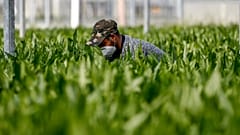 Geschlossene Grenzen: Ernte in Gefahr