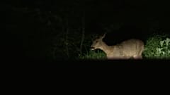 Lockdown: Das Paradies für Wildtiere