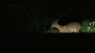 Gli animali riprendono il controllo del territorio
