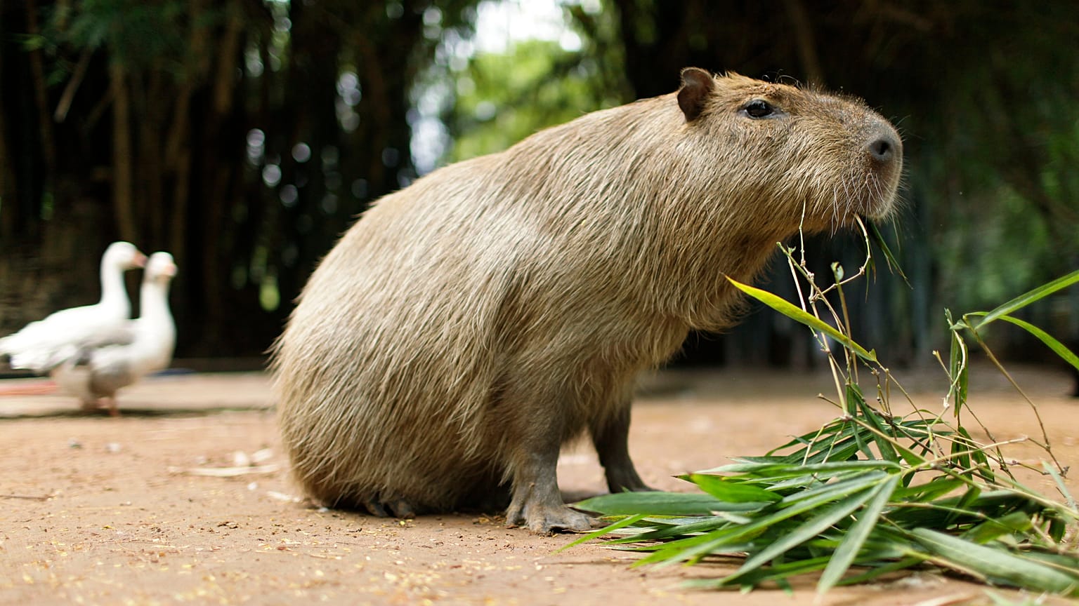 El confinamiento anima a los carpinchos a avanzar más allá de su habitat