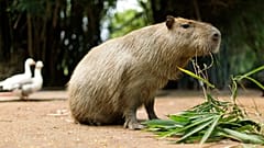 El confinamiento anima a los carpinchos a avanzar más allá de su habitat