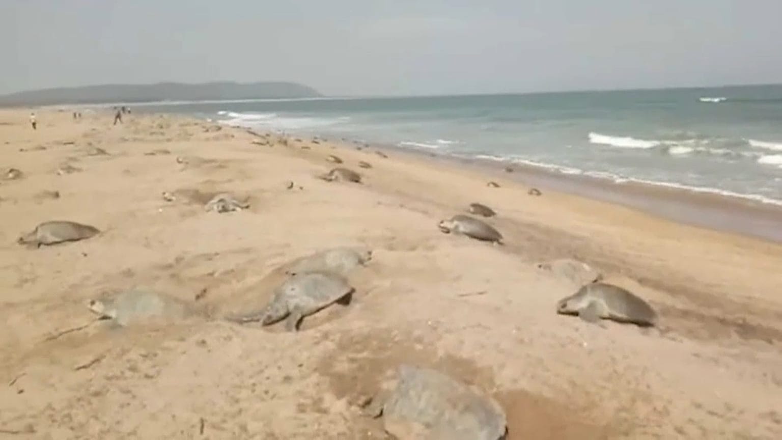 Mehr Schildkröten schlüpfen 