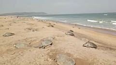 Mehr Schildkröten schlüpfen 