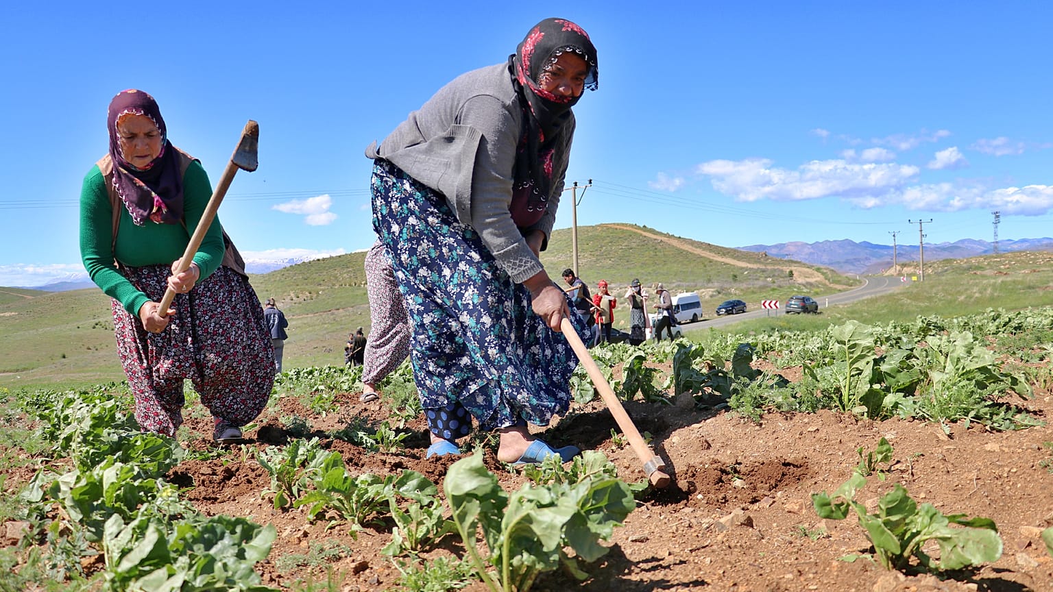 Elazığ'da Tarım İl Müdürlüğü, tarlada çapa yapan işçi annelere karanfil verdi. 
