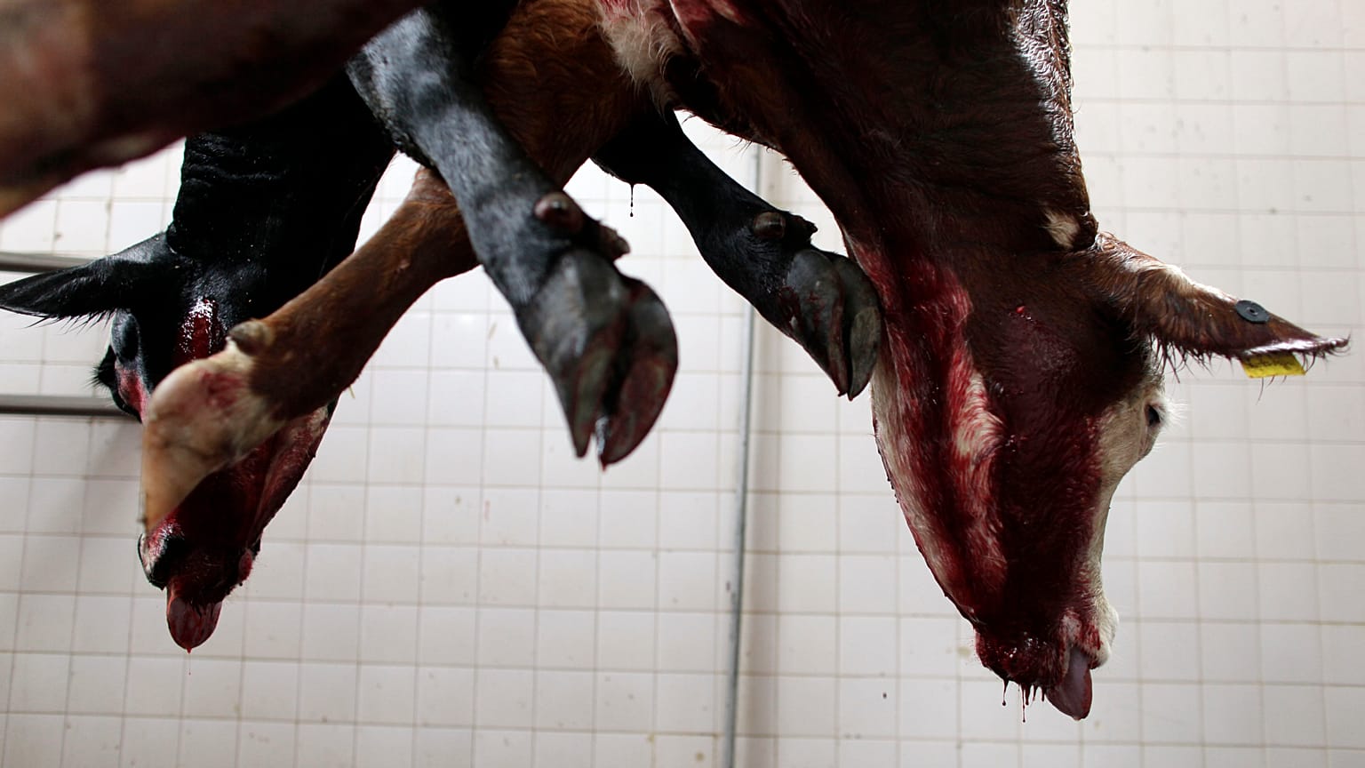 ILLUSZTRÁCIÓ: A cow hangs in a slaughter house on the outskirts of Buenos Aires, 2009. 