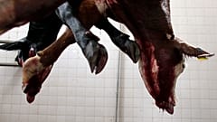 ILLUSZTRÁCIÓ: A cow hangs in a slaughter house on the outskirts of Buenos Aires, 2009. 