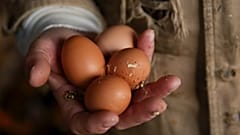 Fransa'da 500 binden fazla yumurta zehirleme riskine karşı toplatıldı