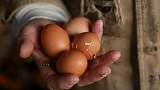 Fransa'da 500 binden fazla yumurta zehirleme riskine karşı toplatıldı