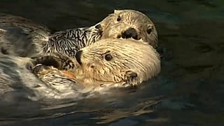 É possível mergulhar de novo no Oceanário de Lisboa