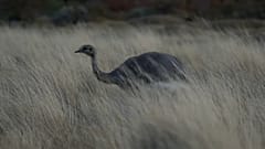 El ñandú corre en libertad por la Patagonia