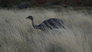 El ñandú corre en libertad por la Patagonia