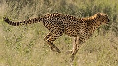 Cheetah running