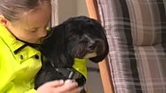 Hund kann Gluten entdecken