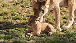 Zoos face crisis after three months without income curing COVID-19 pandemic