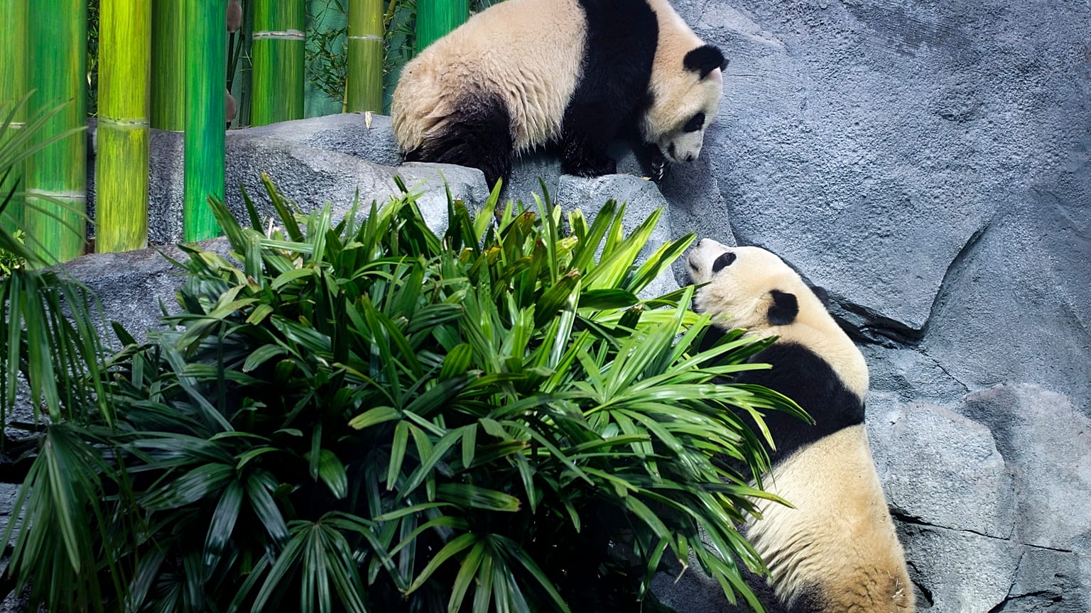 Canada Panda Passage