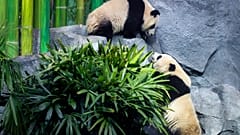 Canada Panda Passage