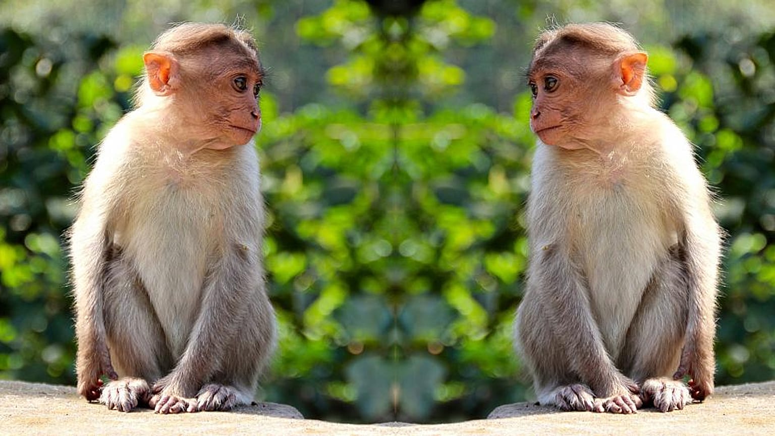 Los humanos no son la única especie que se auto-aísla para frenar las epidemias