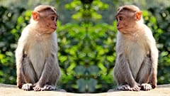 Los humanos no son la única especie que se auto-aísla para frenar las epidemias