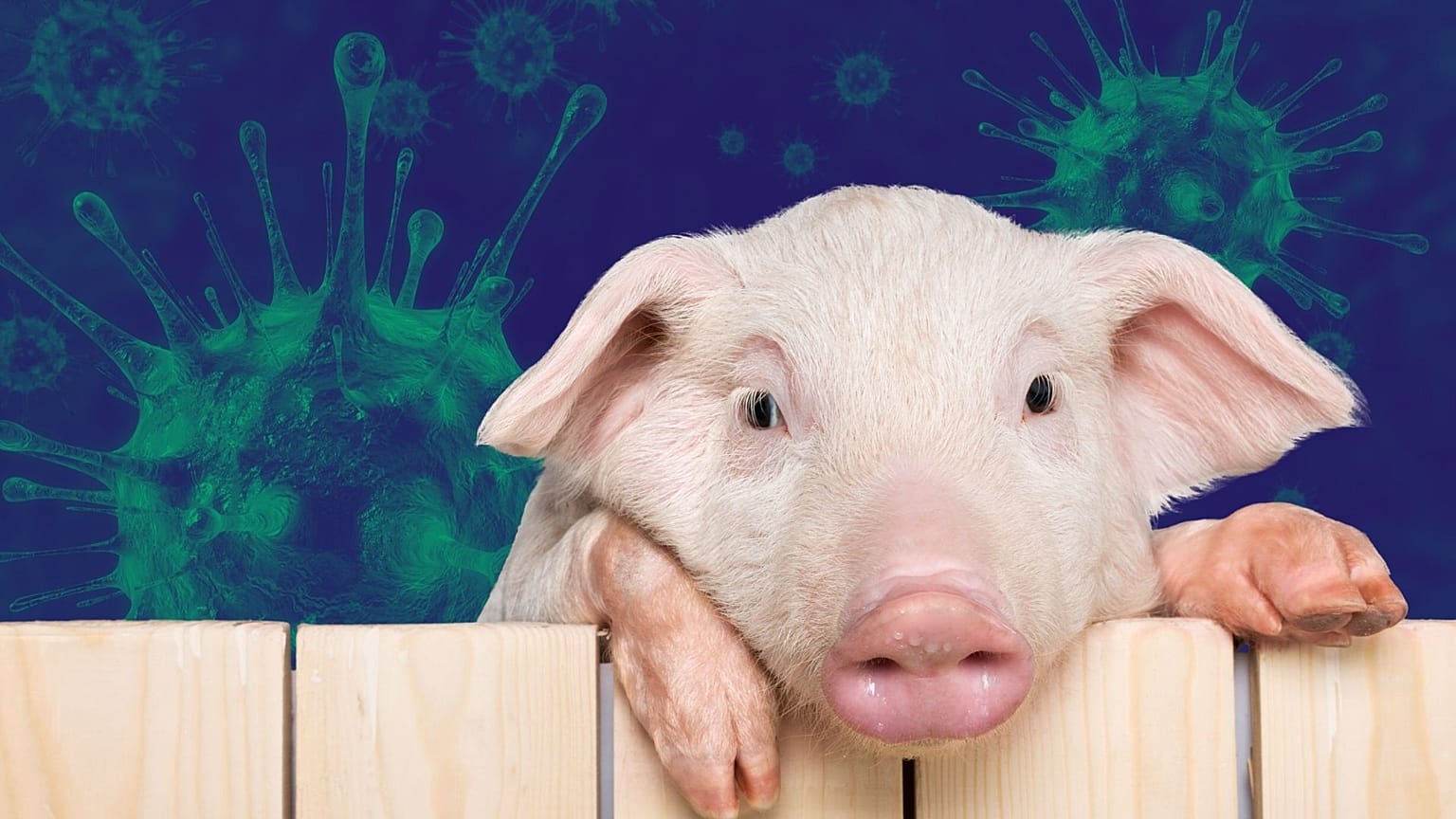 Doctors say there is an 'urgent need' to reduce our meat consumption for planetary and human health