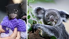 Endangered species could be saved with this tech-based solution