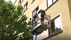 جرثقیل‌ها هم سفیر دوستی می‌شوند