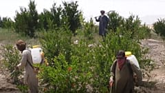 ملخ‌ها نیمی از محصولات کشاورزان کراچی پاکستان را از بین بردند 