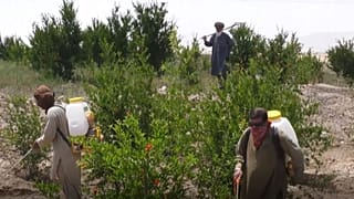 ملخها نیمی از محصولات کشاورزان کراچی پاکستان را از بین بردند