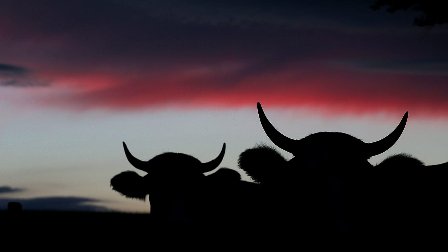 Cows graze on a pasture near the Bavarian town of Bernbeuren, southern Germany, during sunset