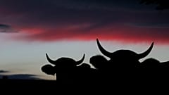 Cows graze on a pasture near the Bavarian town of Bernbeuren, southern Germany, during sunset