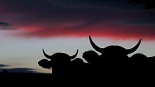 Cows graze on a pasture near the Bavarian town of Bernbeuren, southern Germany, during sunset