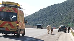 ΗΓΟΥΜΕΝΙΤΣΑ  ΑΓΕΛΑΔΑ ΒΟΣΚΕΙ ΜΕΣΑ ΣΤΗΝ ΕΓΝΑΤΙΑ ΟΔΟ
