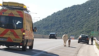 ΗΓΟΥΜΕΝΙΤΣΑ  ΑΓΕΛΑΔΑ ΒΟΣΚΕΙ ΜΕΣΑ ΣΤΗΝ ΕΓΝΑΤΙΑ ΟΔΟ