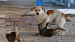 Ενας σκύλος και τρεις γάτες μολύνθηκαν με Covid-19 από τους ιδιοκτήτες τους