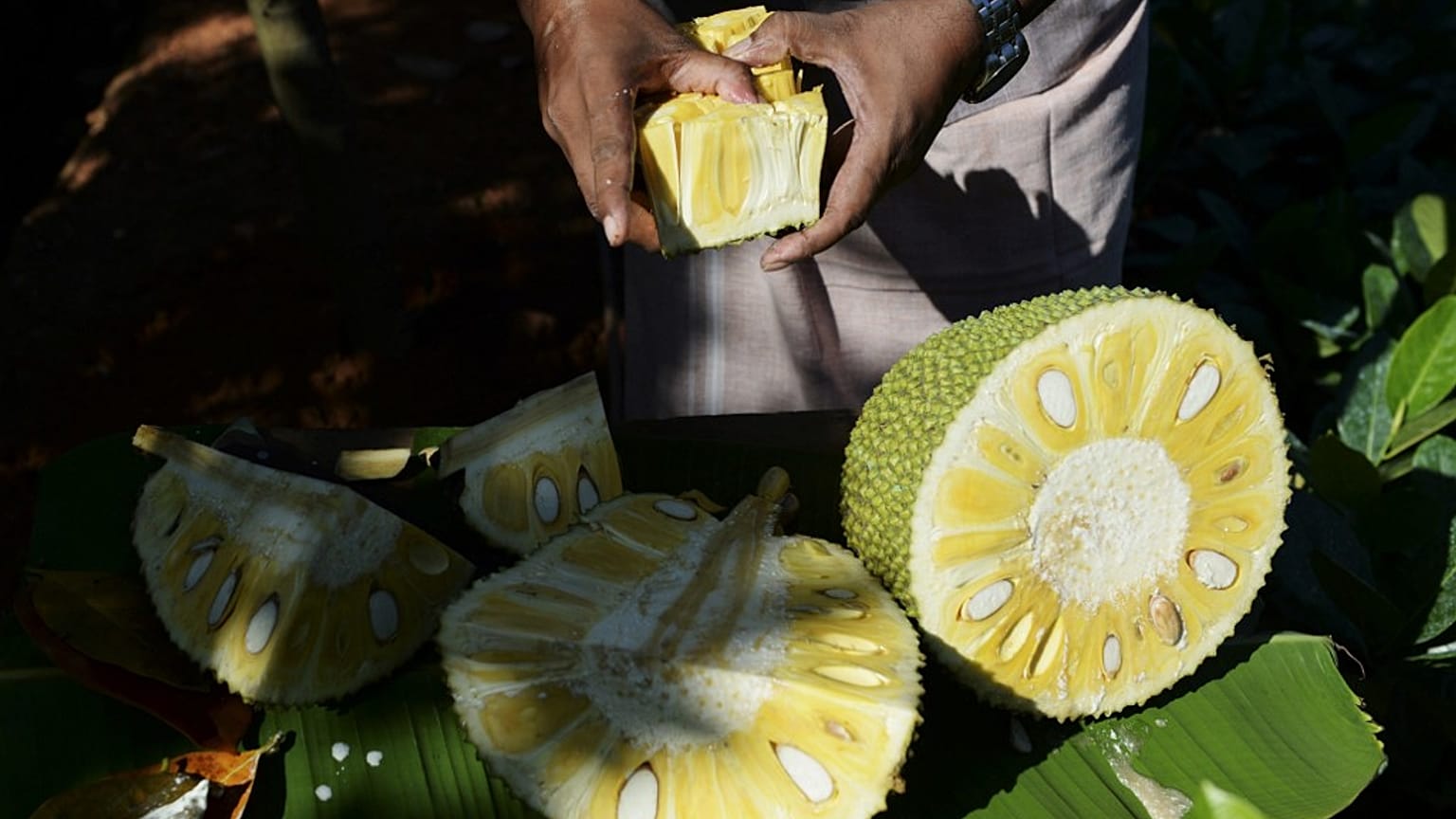 Ete alternatif 'süper yiyecek' artocarpus heterophyllus meyvesine talep artıyor