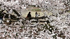Japonya'da sakura çiçeği