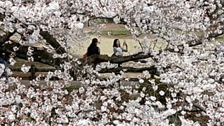 Japonya'da sakura çiçeği
